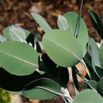 Eucalyptus pleurocarpa syn. E. tetragona - 50mm tubestock