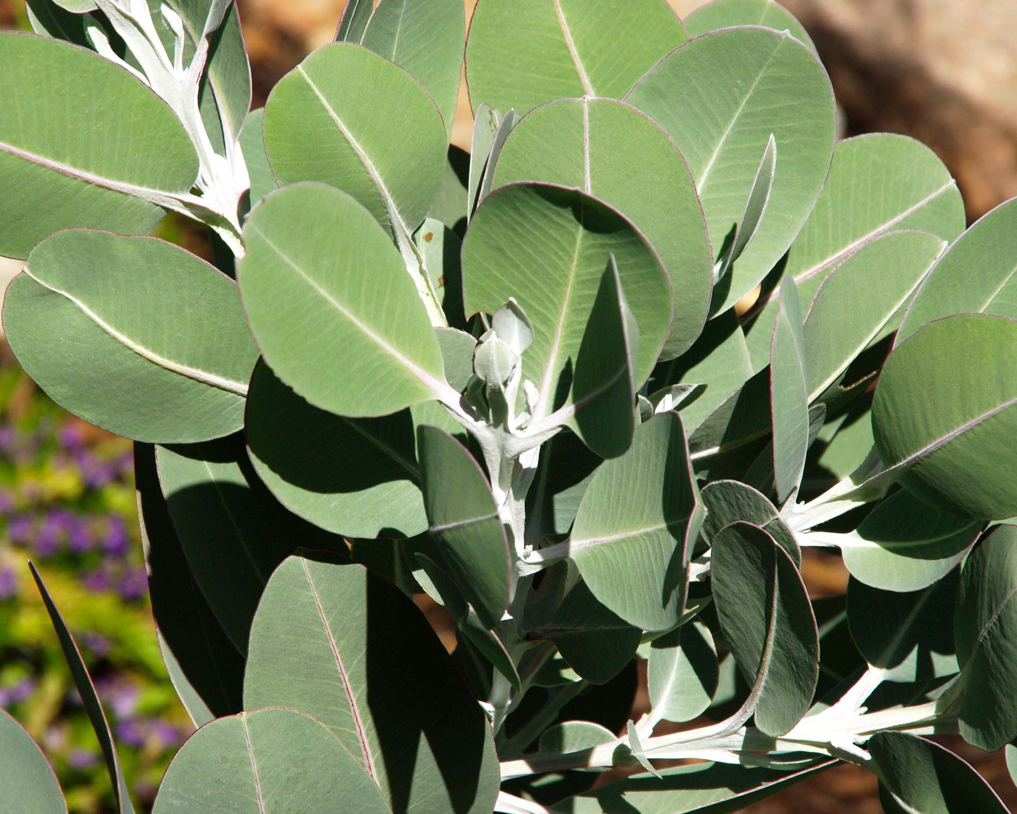 Eucalyptus tetragona syn E. pleurocarpa