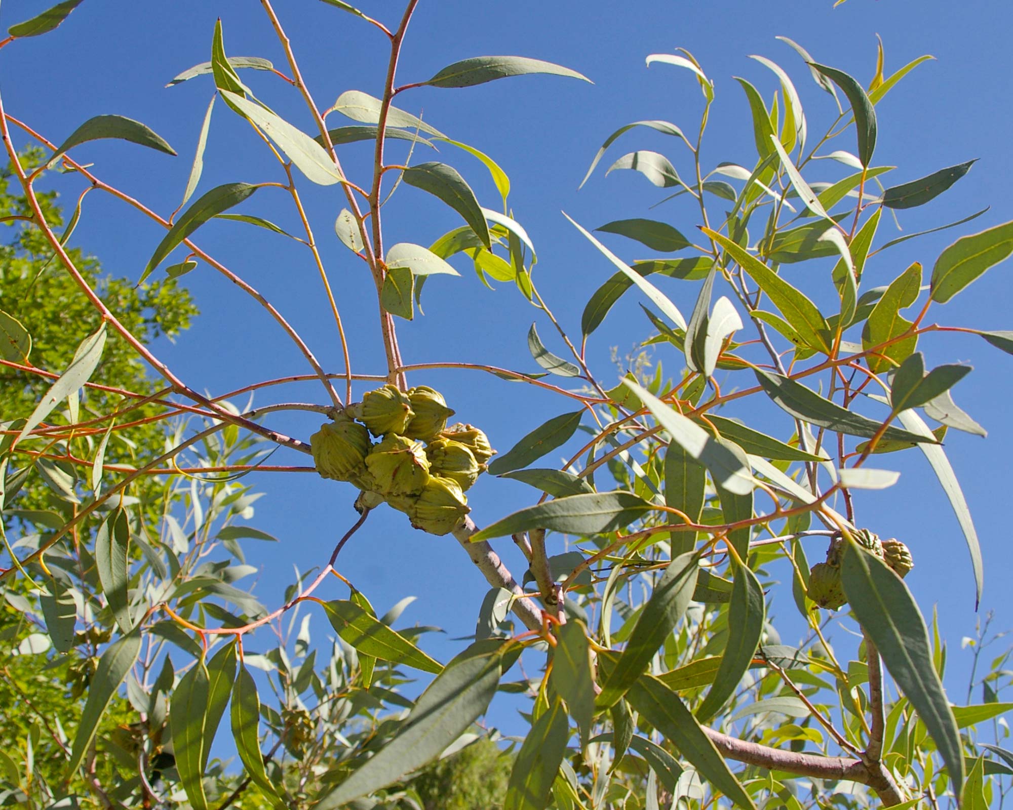 Eucalyptus youngiana