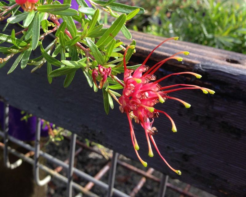 Grevillea obtusifolia - This photo is of GinGin Gem