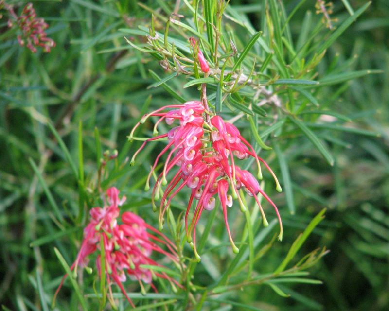 Grevillea pinaster - flowers pink  - photo by Melburnian