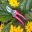 FloraBrite Pink Bypass Secateurs by Burgon & Ball