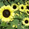 FleuroSun Calypso Spray Sunflowers
