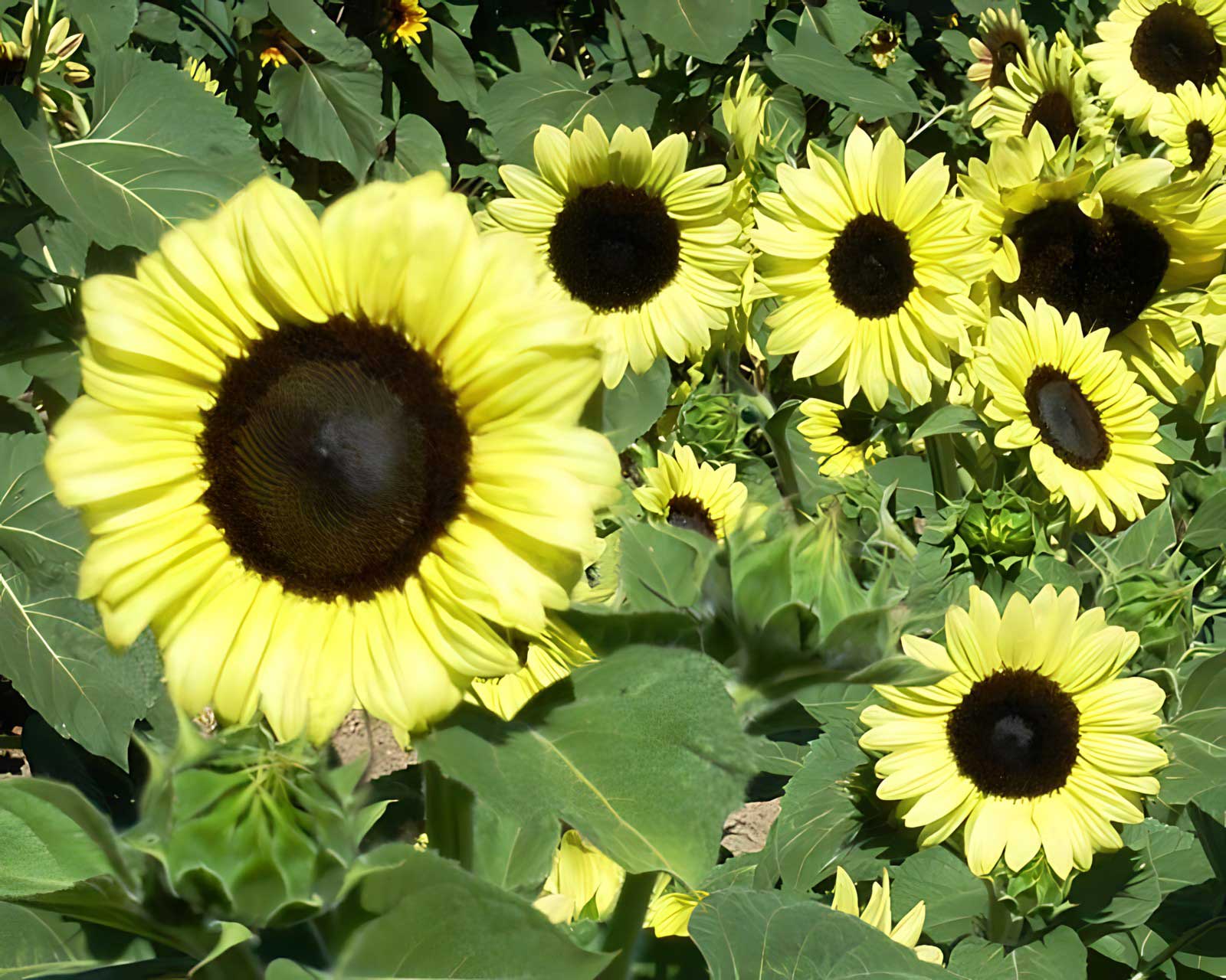 FleuroSun Calypso Spray Sunflowers