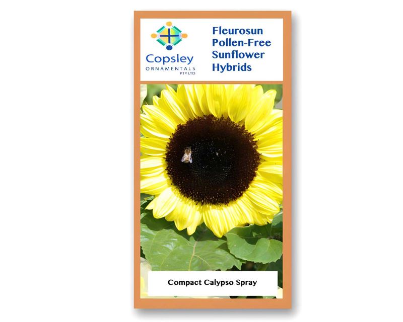 FleuroSun Compact Calypso Spray Sunflowers, by Copsely Ornamentals