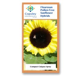 Calypso Spray FleuroSun Sunflower Seeds