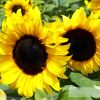 FleuroSun Classic Gold Sunflower hybrid, by Copsely Ornamentals