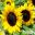 FleuroSun Classic Gold Sunflower hybrid, by Copsely Ornamentals
