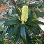 Banksia integrifolia - 50mm tubestock