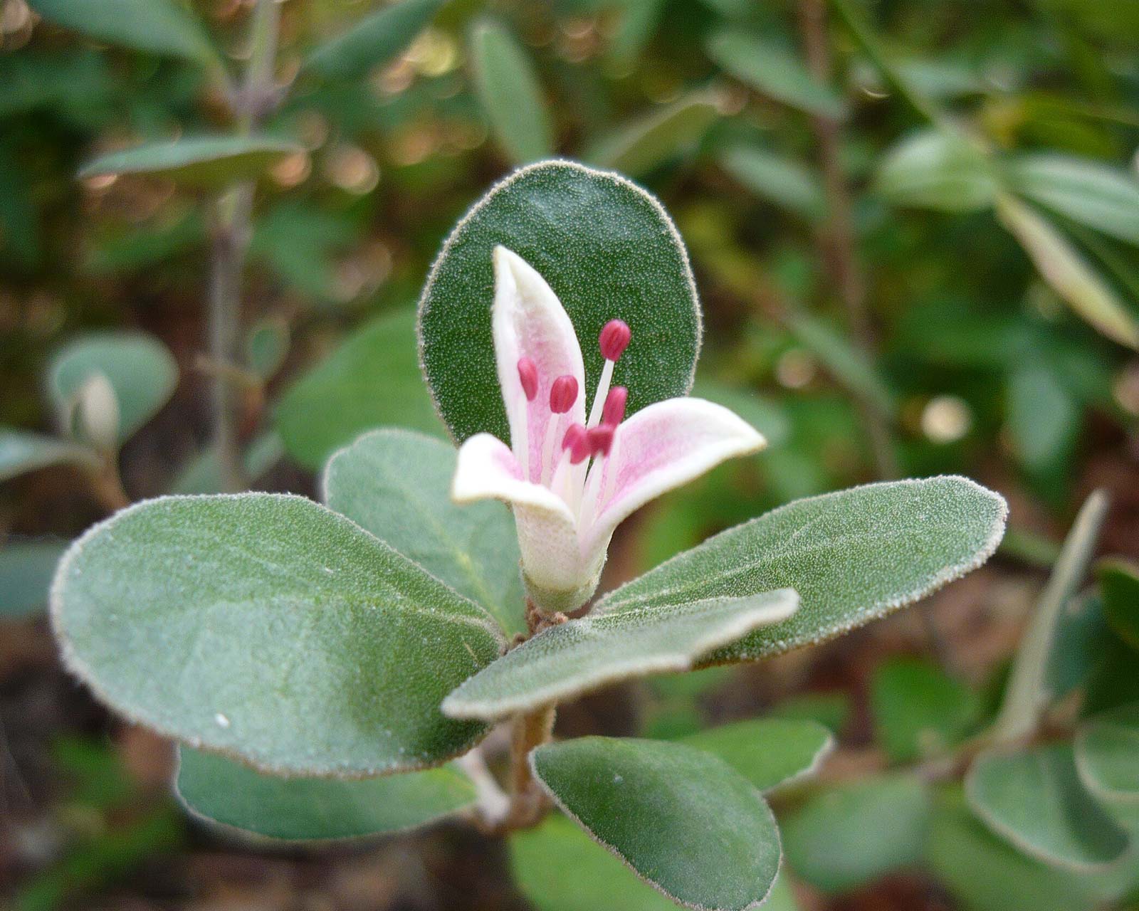 Correa alba - pink variant - photo Cillas in Madrid Botanic Gardens