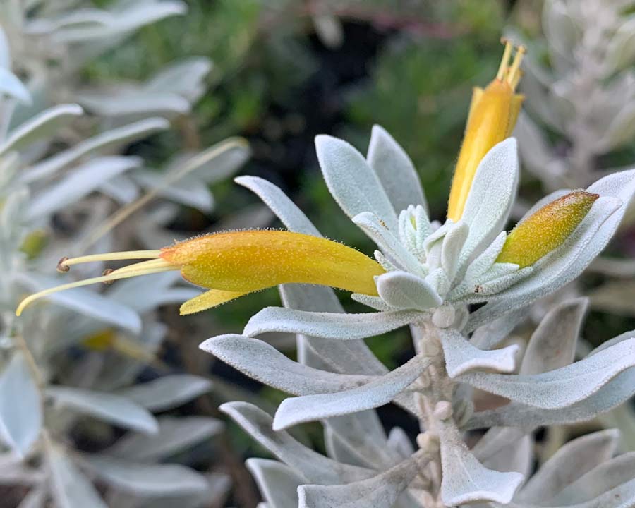 Eremphila glabra 'Kalbarri Carpet' Silver foliage and yellow /orange flowers