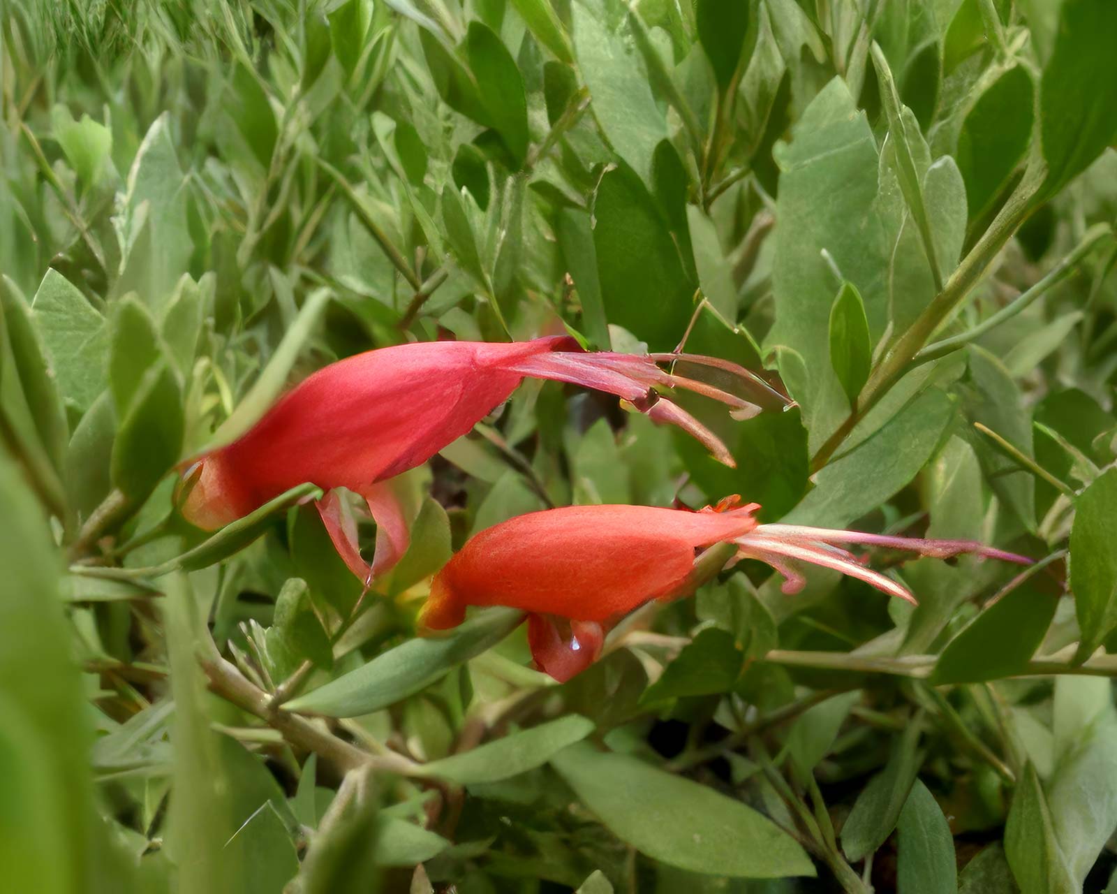 Eremophila glabra 'Rottnest'. - the flowers of Rottnest Red Desert are a deeper red