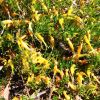 Eremophila glabra prostrate yellow