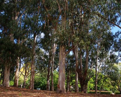 Eucalyptus globulus - the dwarf variety is more rounded and compact
