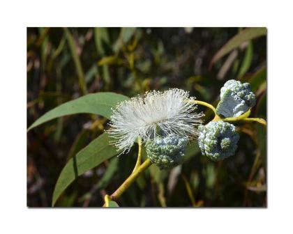 Eucalyptus globulus - photo Murray Fagg