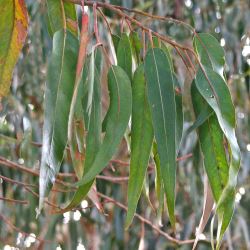 Eucalyptus globulus spp. compacta (Tasmanian Blue Gum) - 50mm tubestock