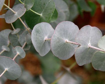 The juvenille foliage of Eucalyptus perriniana