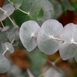 Eucalyptus perriniana (Spinning Gum) - 50mm tubestock