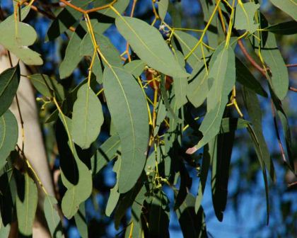 Eucalyptus victrix