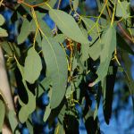 Eucalyptus victrix - 50mm tubestock