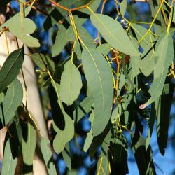 Eucalyptus victrix - tubestock
