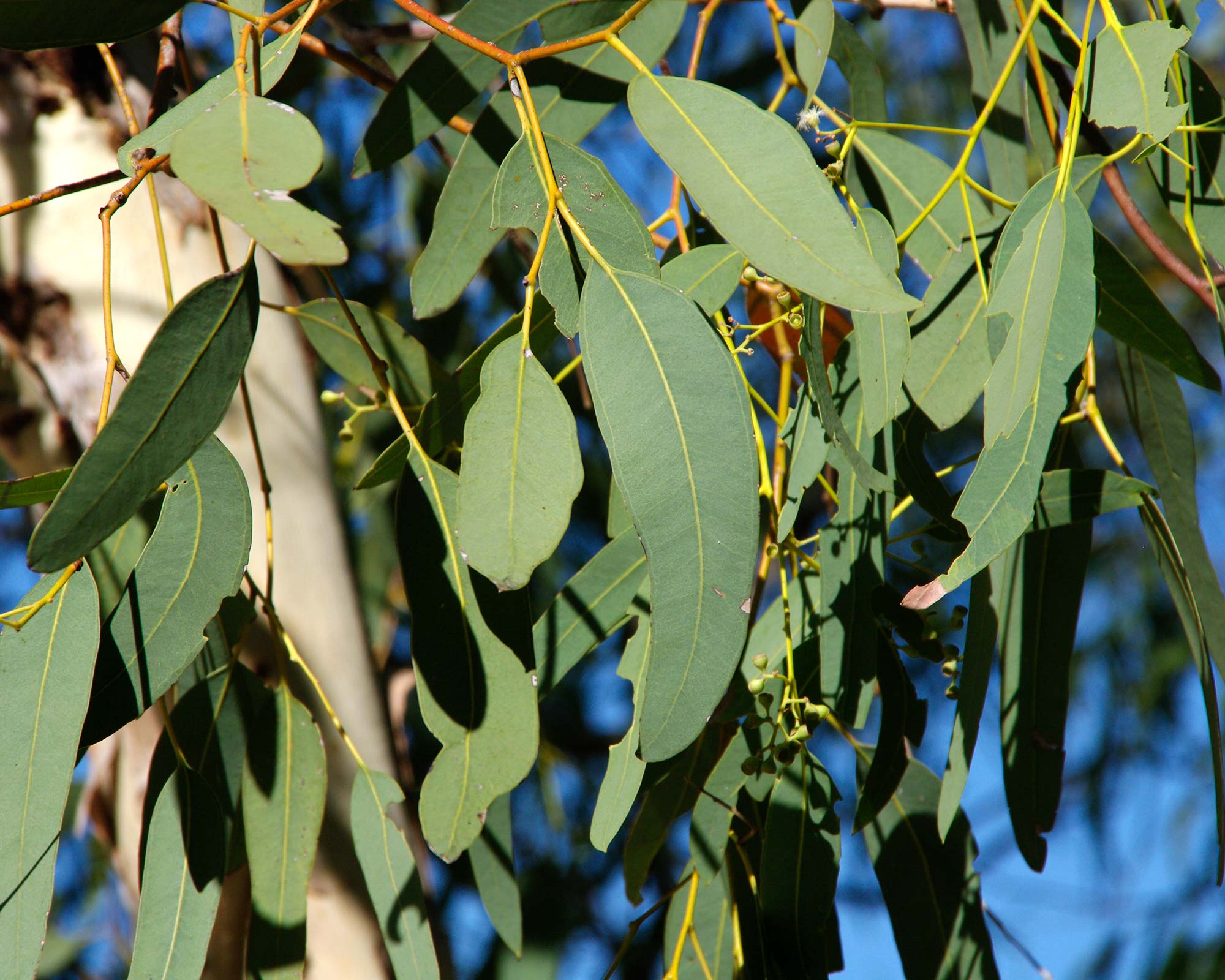 Eucalyptus victrix