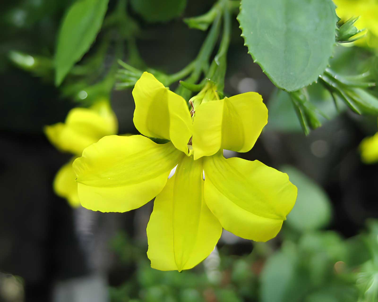 Goodenia - yellow flowers