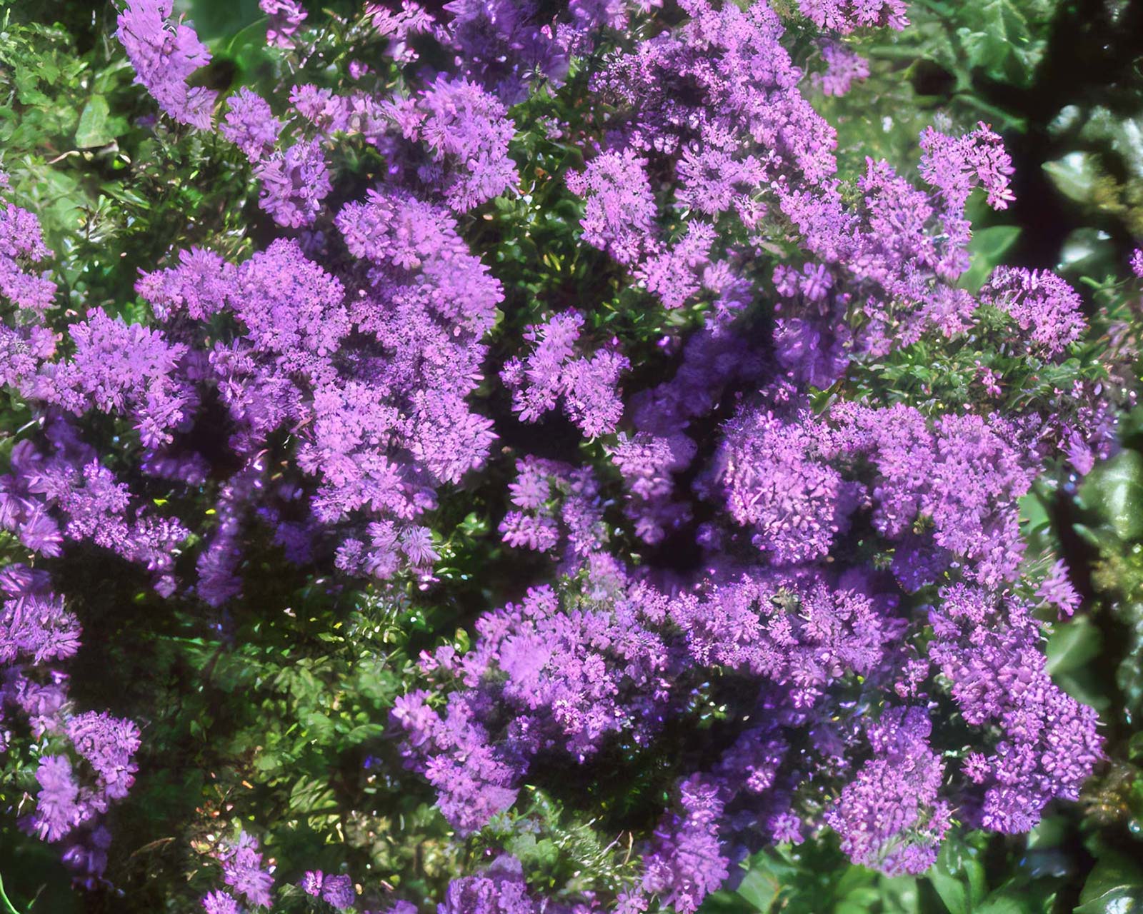 Olearia phlogopappa - purple flowers