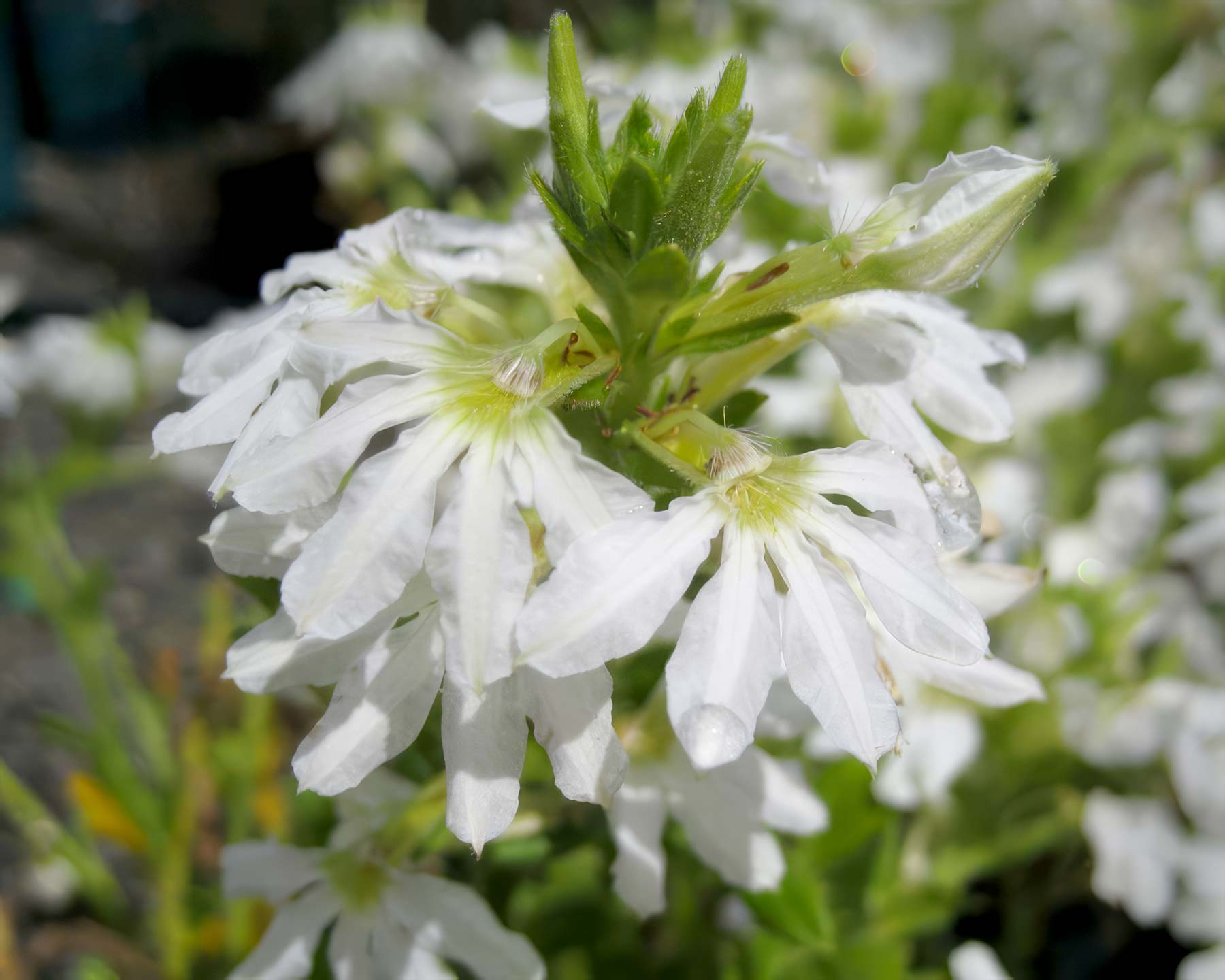 Scaevola aemula - white flowers