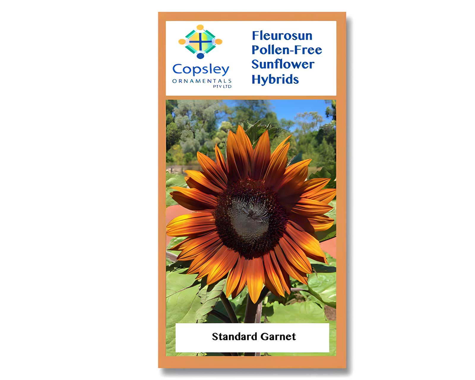 FleuroSun Standard Garnet by Copsley Ornamentals