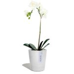 Morinda - Orchid Pot - EcoPots