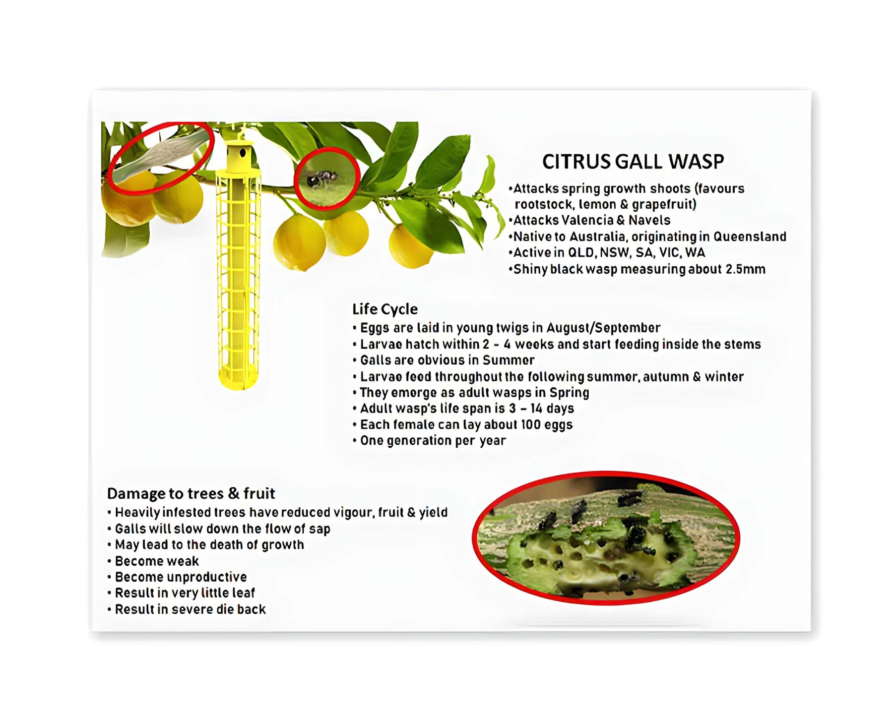 Insect Trap - Citrus Gall Wasp lifecycle details