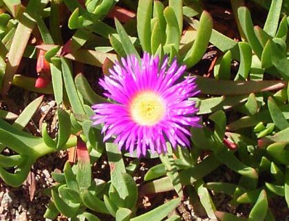 The pink flowers of Carpobrotus  - Native Pigface photo Science.uniserve.edu.au