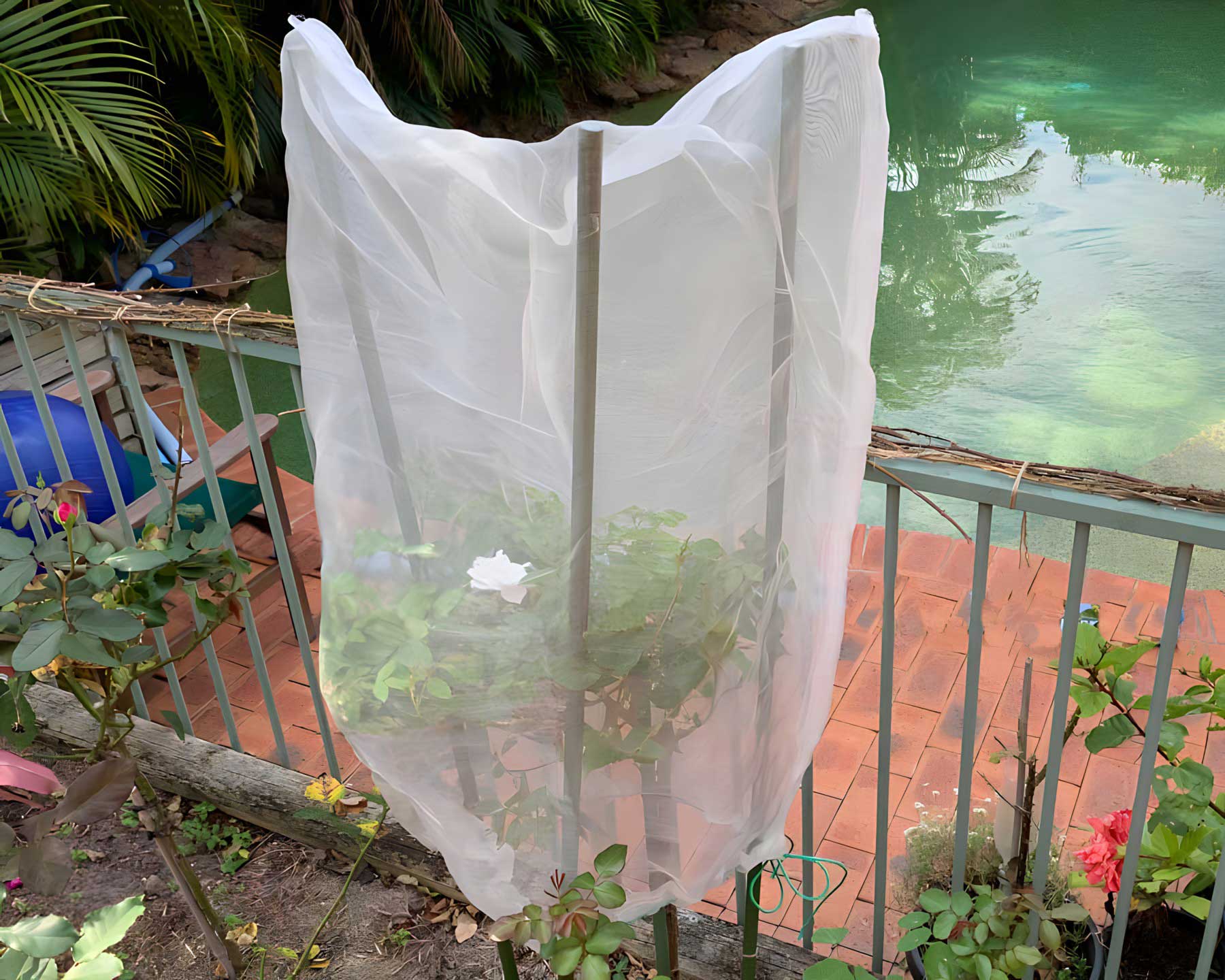 Fruit Saver Bag - this time protecting Roses from hungry Possums