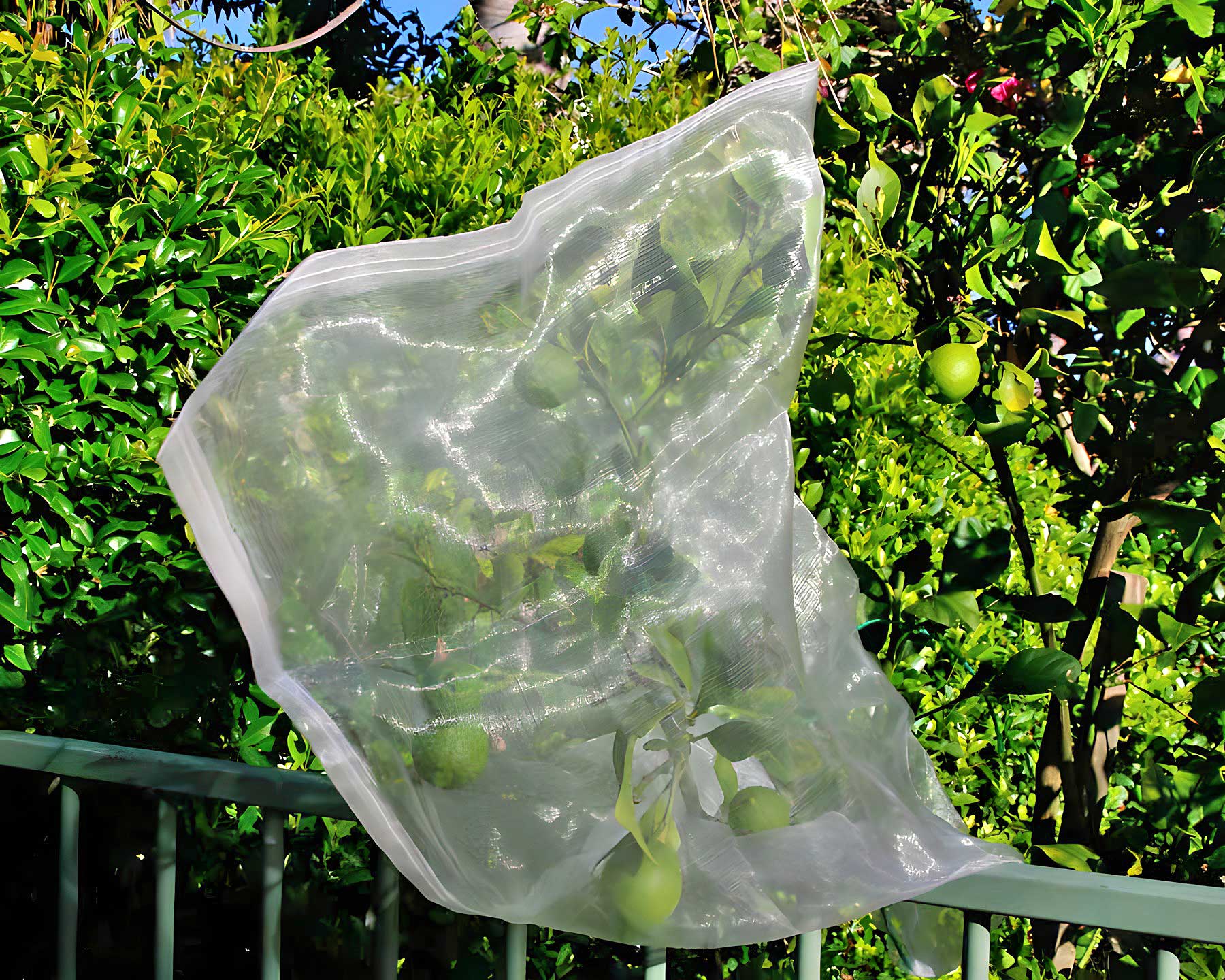 Fruit Saver Drawstring Mesh Bags are perfect for protecting single branches of fruit