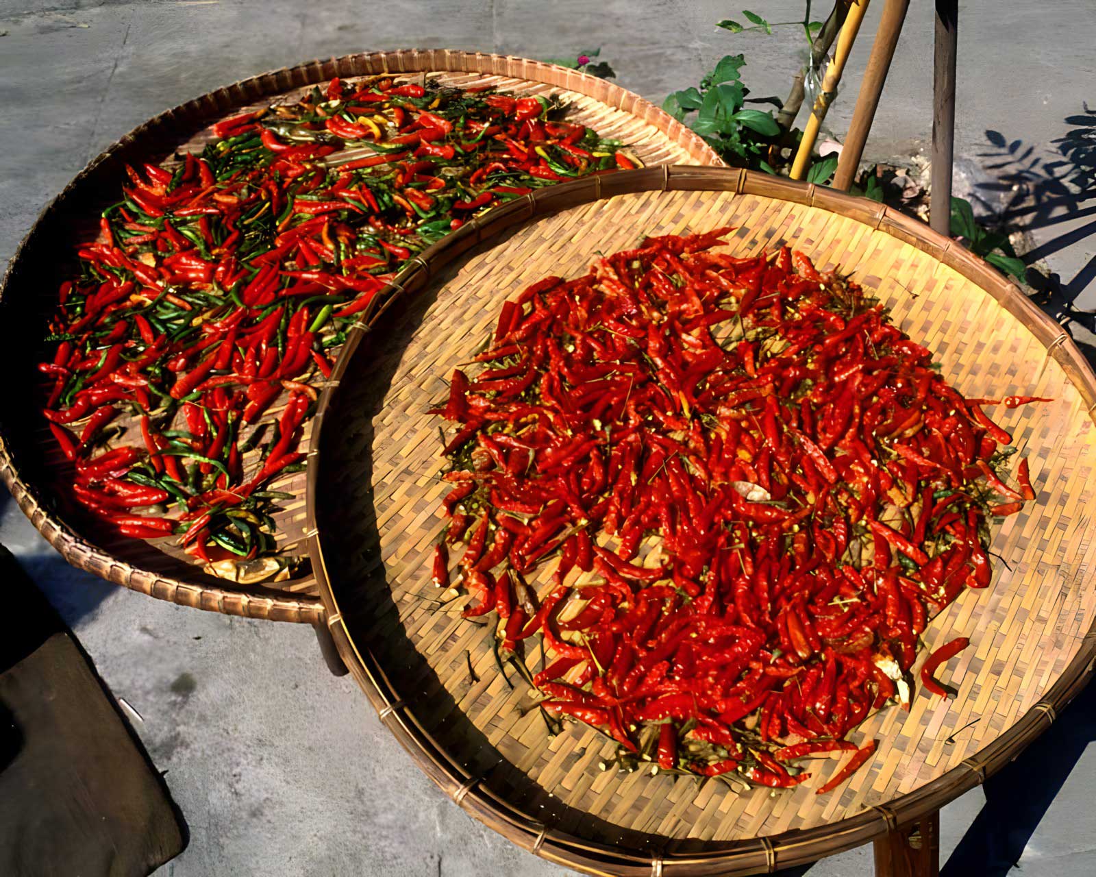 Chili Thai Hot