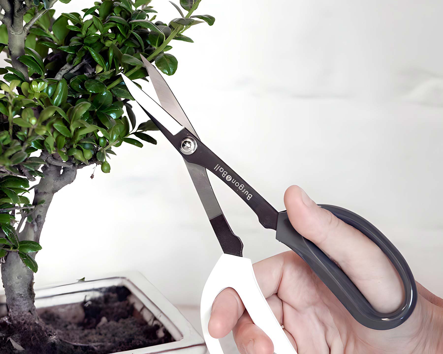 Japanese Pruning Scissors are designed for pruning and maintenance of bonsai trees, but also useful for other indoor plants.