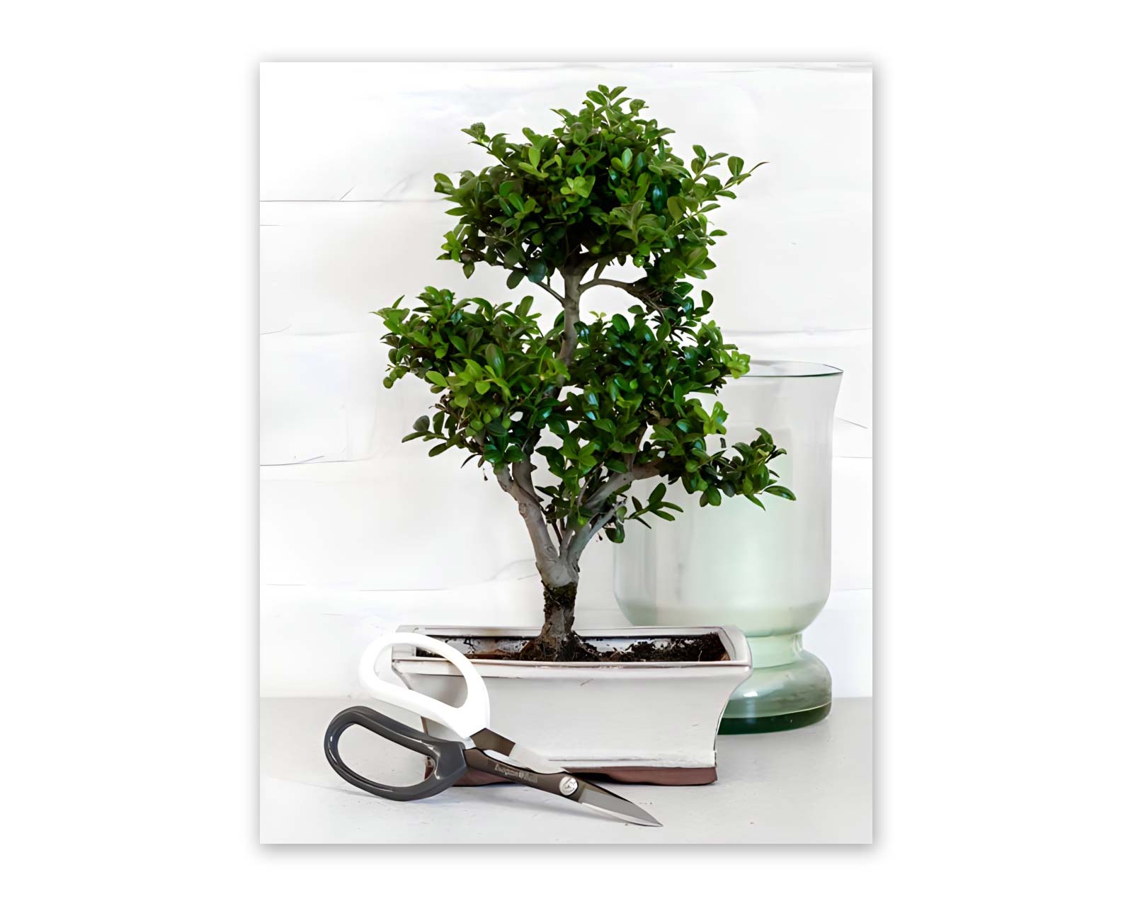 Japanese Pruning scissors - perfect for looking after Bonsai trees and indoor plants