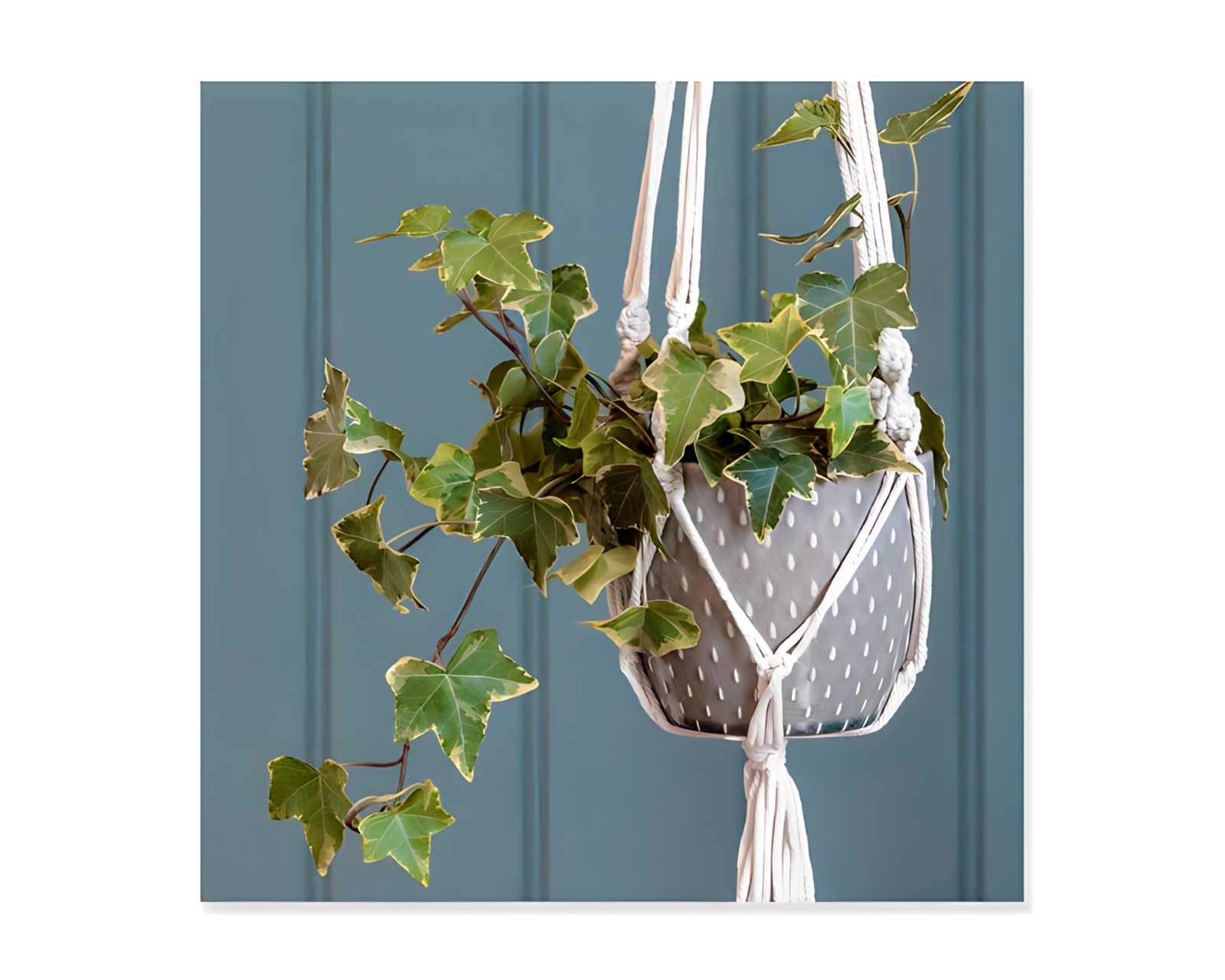 Macrame hanger with attactive glazed pot - New from Burgon and Ball