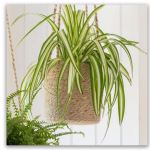 Hanging Plant Pot - Tall 