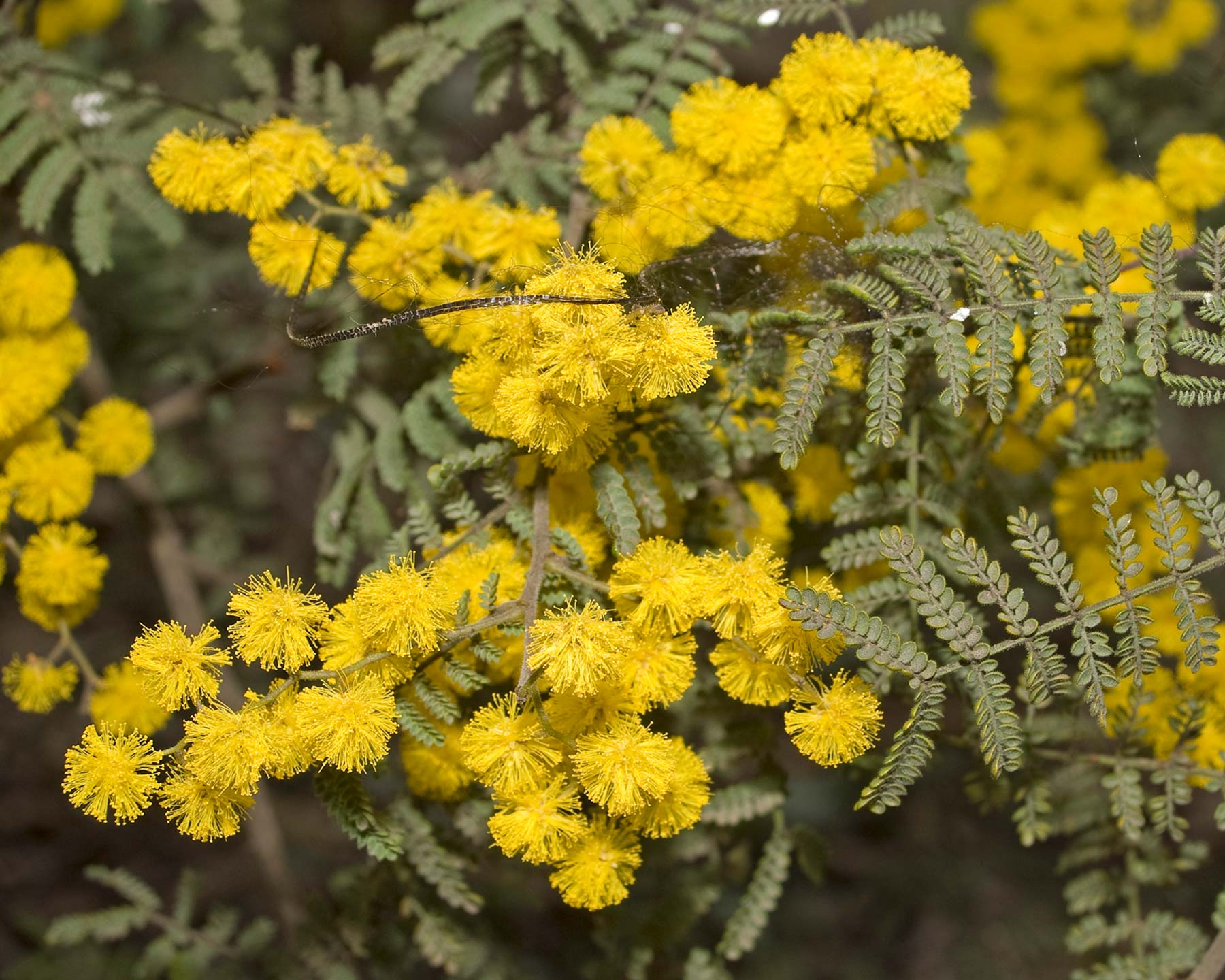 Acacia cardiophylla - photo Bidgee