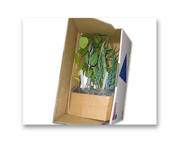 Plant packaging for shipping