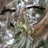 Eucalyptus microcarpa - Grey Box.  photo by Robert from Wagga Wagga
