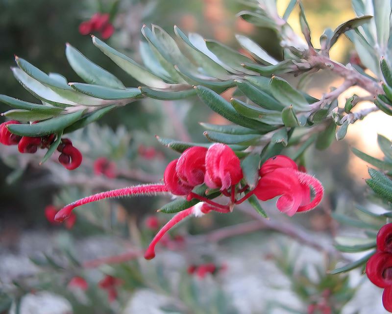 Grevillea 'Red Clusters' - photo Melburnian