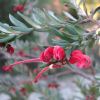 Grevillea 'Red Clusters' - photo Melburnian