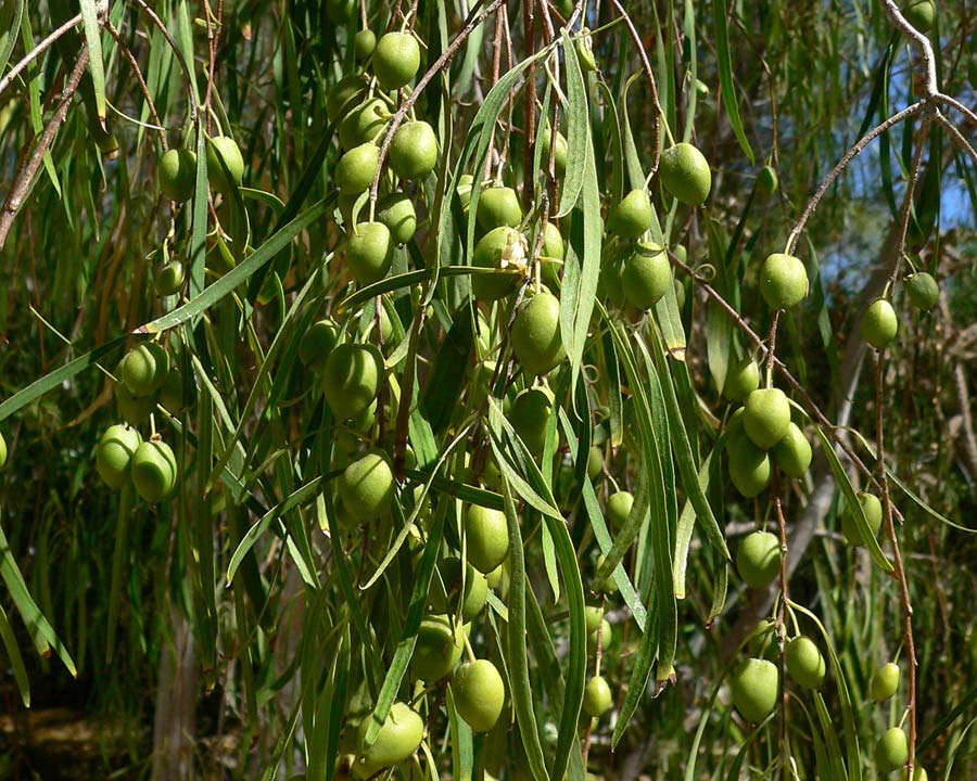 Pittosporum angustifolium fruits