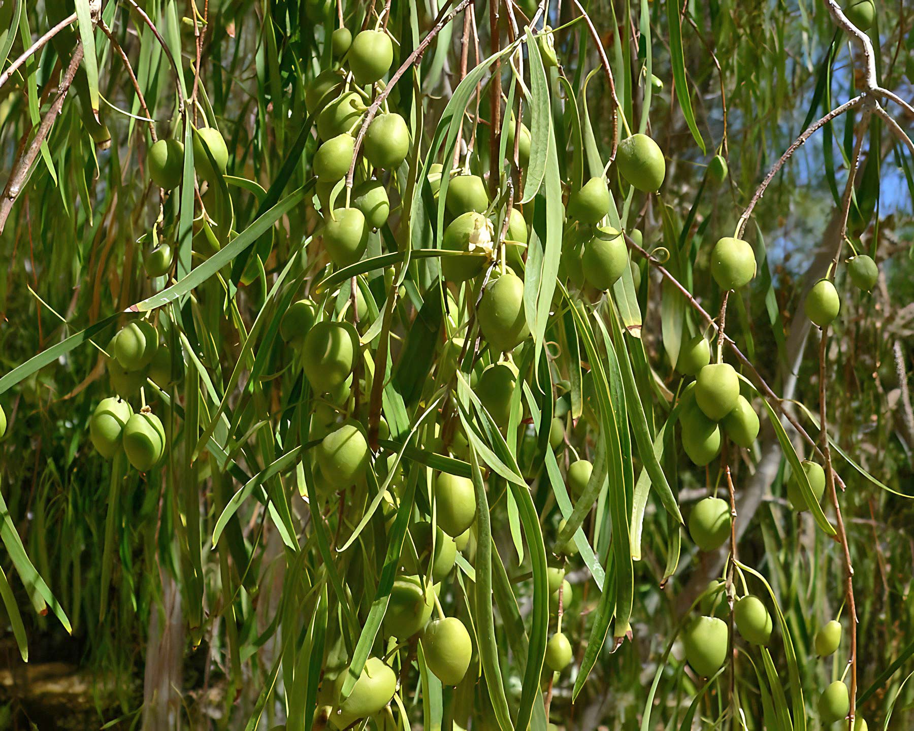 Pittosporum angustifolium fruits