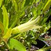 Correa glabra - Yellow - Yellow tubulate flowers