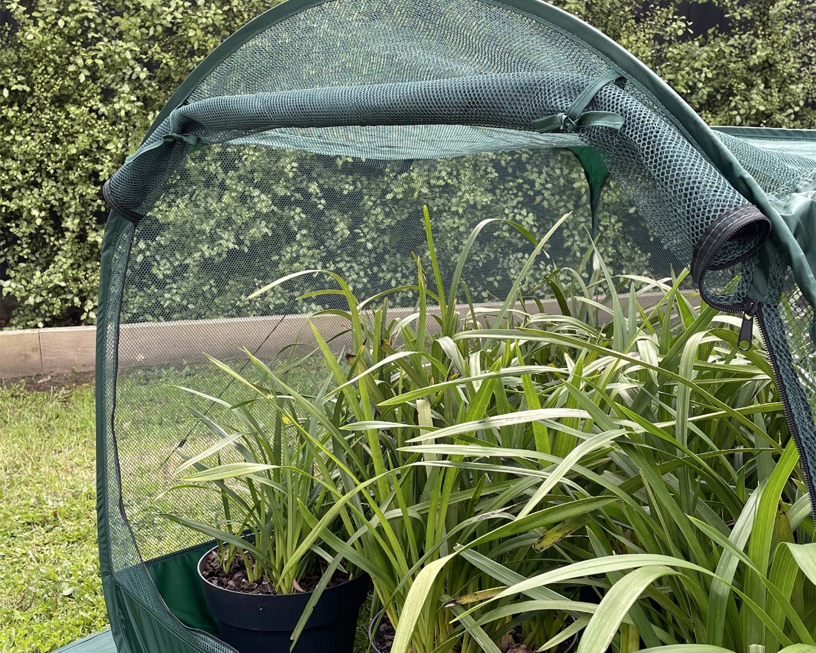 Pop Up Net Plant Cover - Easy to open zipped door makes it easy to tend to your plants and protect them when you have finished