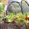 Poly Tunnel 2m